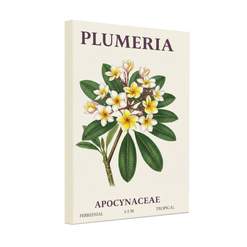 «Plants & Flowers Plumeria», reproduction d'art botanique, H 24 po x l 16 po