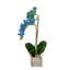 Blue Phalaenopsis Orchid Flower Arrangement in White Wash Wood Pot