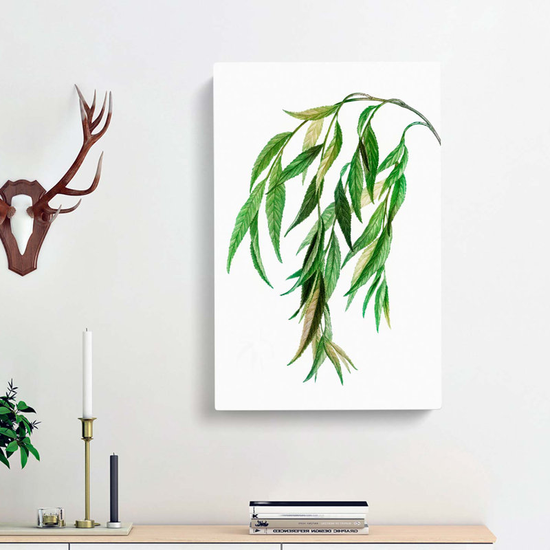 Weeping Willow Tree Branch by Pierre-Joseph Redoute - Wrapped Canvas, 76cm H x 50cm W x 3cm D
