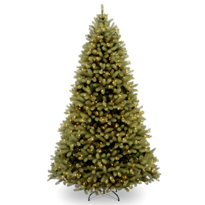 Downswept Douglas Fir Tree with Clear Lights