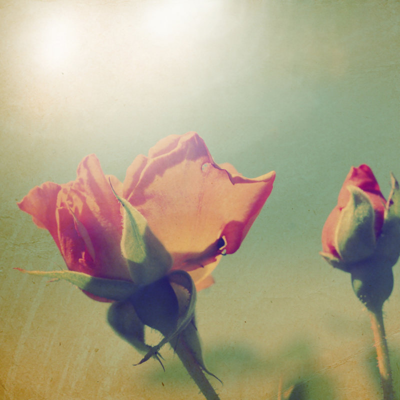 Dream In Pink V by Jennifer Jorgensen - Wrapped Canvas Print, 122cm H x 122cm W