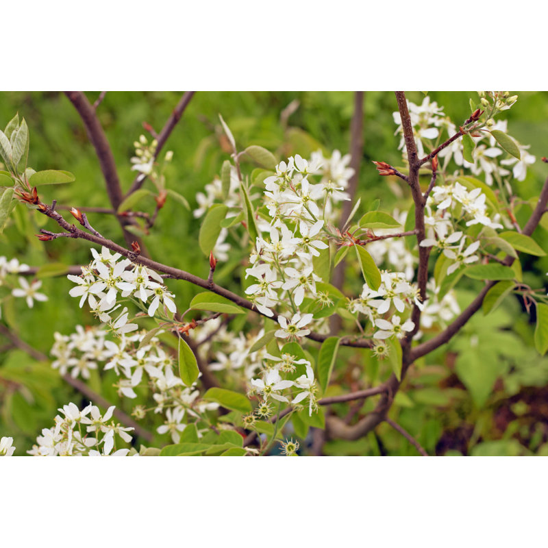 Shadbush Plant - Photographie sur toile tendue, H 12 po x l 18 po