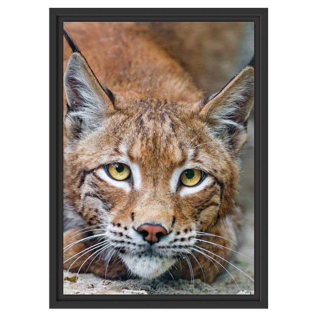 Gerahmtes Wandbild wachsamer Luchs