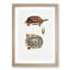Three Banded Box Terrapin by John Edward Gray - Picture Frame Painting Print-55611399-55611400