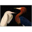 Audubon Conversation Painting by Thom Filicia