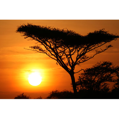 Serengeti Safari In Tanzania by Imagex - Wrapped Canvas Print
