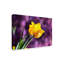 Molloy «Yellow Tulip Soft Mauve», reproduction de photo sur toile tendue-26106231