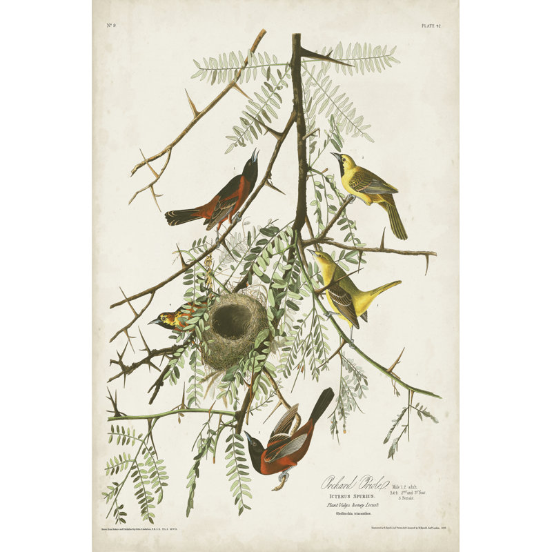 Pl 42 verger oriole, H 12 po x l 8 po