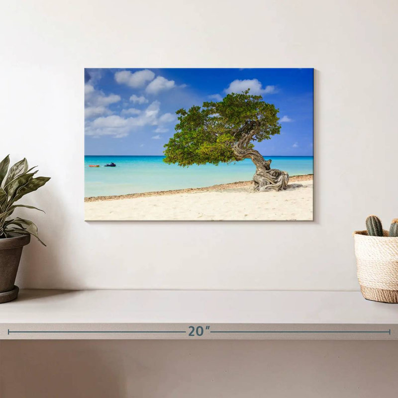 Arbre Aruba Gillard Divi Divi, H 8 po x l 12 po