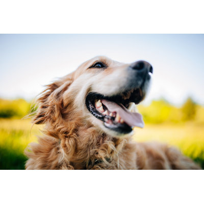 Golden Retriever Lying Grass by Nevena1987