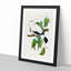 Torres Strait Fruit Pigeon by Elizabeth Gould - Picture Frame Painting Print-55610922-55610924
