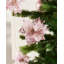 Arrangement