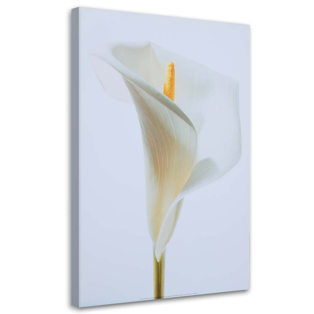 Leinwandbild White Calla 15978