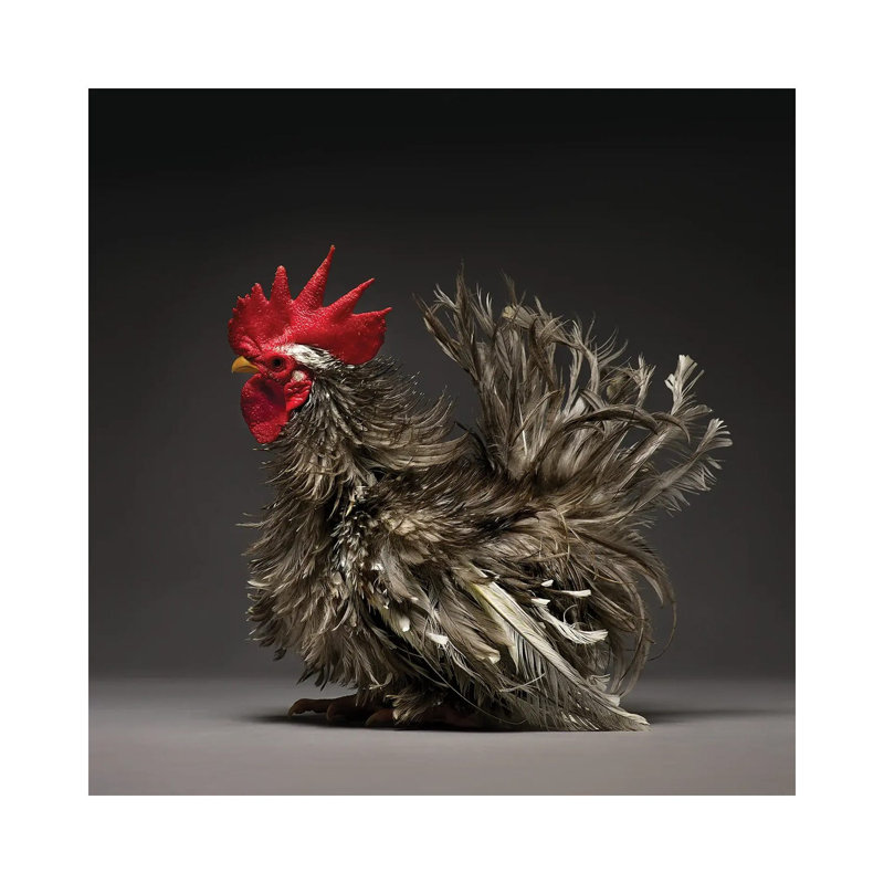 Frizzle Chabo - Wrapped Canvas Print, 45.72 cm H x 45.72 cm W x 3.175 cm D