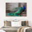 Élégant paon bleu sur toile-2034608564