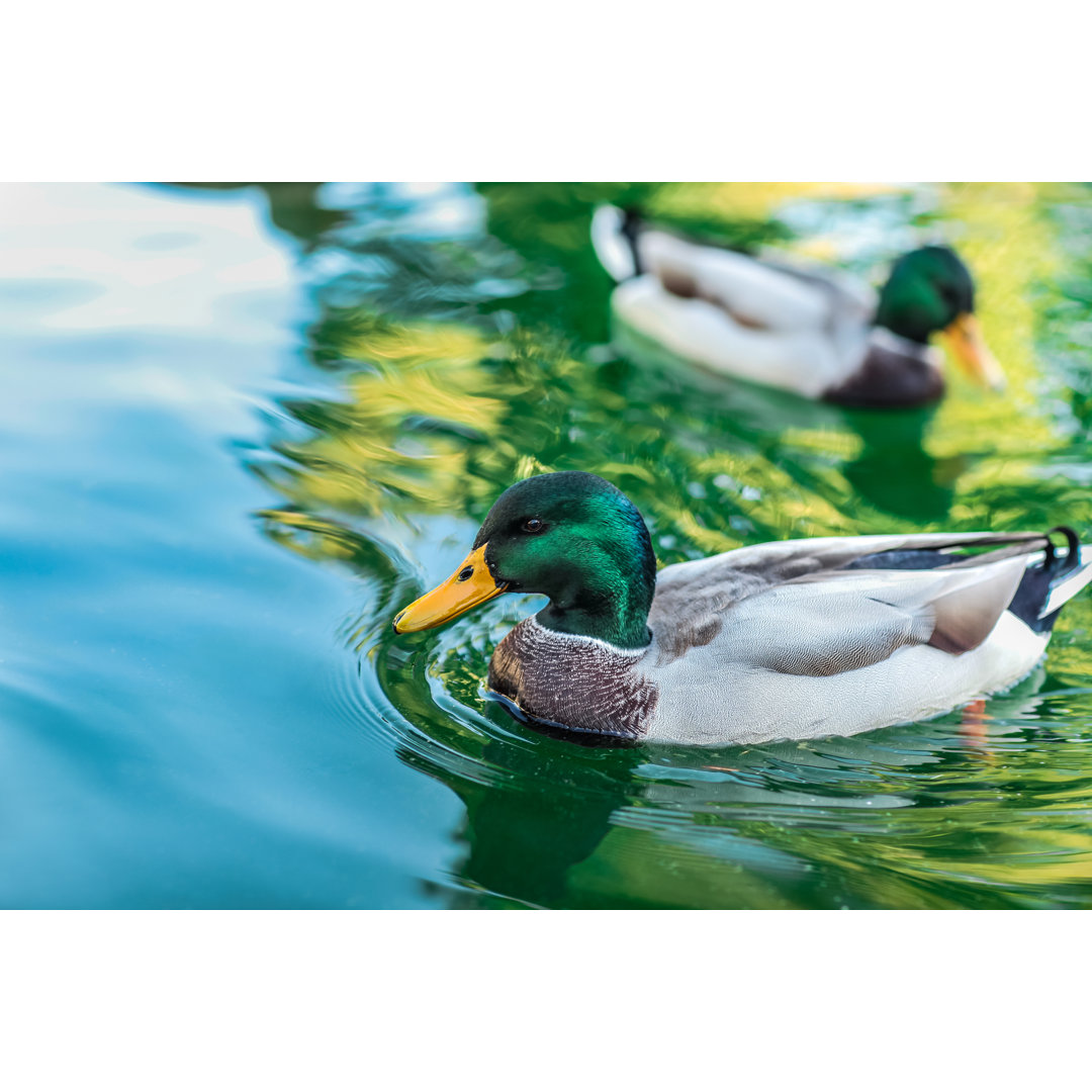 Ente beim Sonnenbad auf dem See