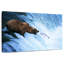 Ours Brampt attrapant du saumon-108816344