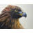 Brown-Headed Eagle Print On Canvas-98694373