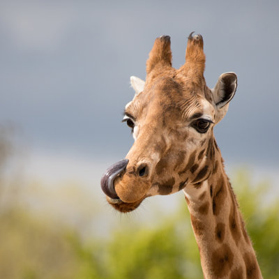 " Comical Giraffe " by Rixipix