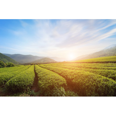 Tea plantations