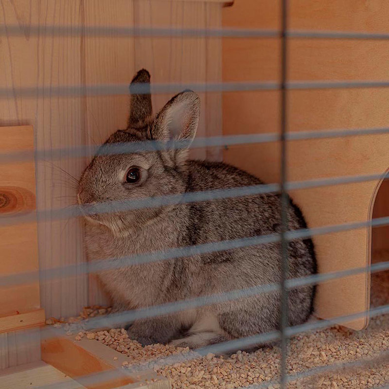 Weather Resistant Rabbit Hutch