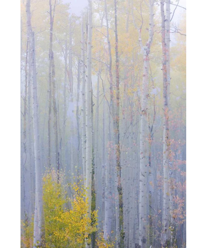 "Lark Manor ™ Paulson", art sur toile tendue avec toile Don: CO, Grand Mesa, H 48 po x l 33 po