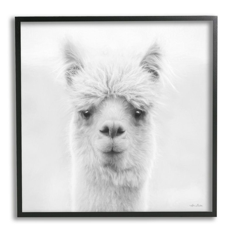 Alpaga, portrait d'un animal de ferme - photographie, H 17 po x l 17 po x P 1,5 po, Giclée encadrée noir minuit