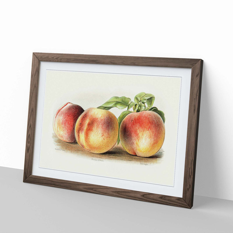 Vintage Illustration of Peaches - Picture Frame Painting Print, 40cm H x 60cm W x 2cm D, Walnut