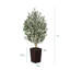 Adcock Faux Olive Tree with UV Protection, 2 Natural Tree Trunks, Large Decorative Potted Olive Tree-89410993-89410998