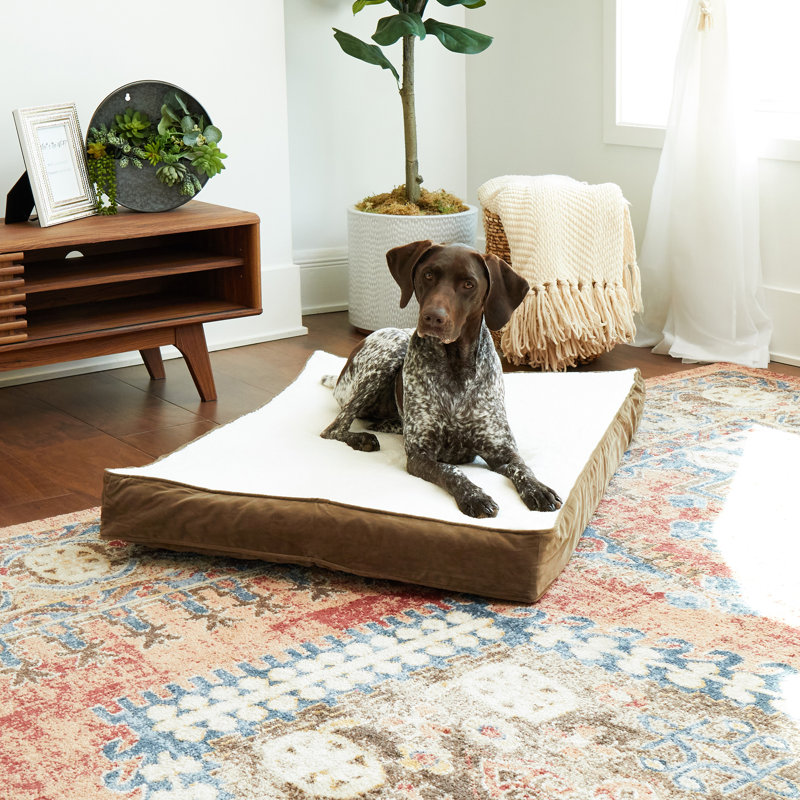 Lit orthopédique pour chien Lind Stockholm, Moyen (l 42 po x P 30 po x H 4 po), Latte
