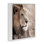 «Strong Gazing Lion», art de la giclée encadrée par Danita Delimont