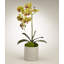 Orchid Plant in Pot Set-1952217759