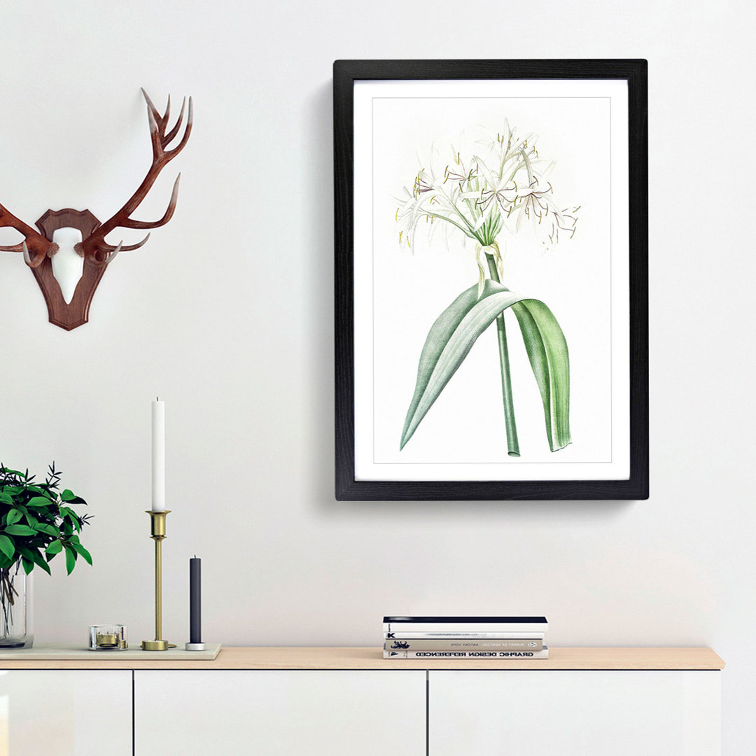 Florida Swamp Lily by Pierre-Joseph Redoute - Framed Print