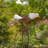 Large Flying Eagle Iron Rocking Stake "Aerie"