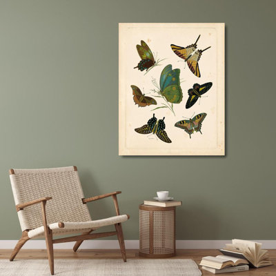 August Grove® Vision Studio Gallery Wrapped Canvas Art Titled: Antique Entomology I