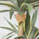 93.1'' Faux Agave Tree in Pot
