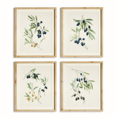 OLIVE STEMS STUDY