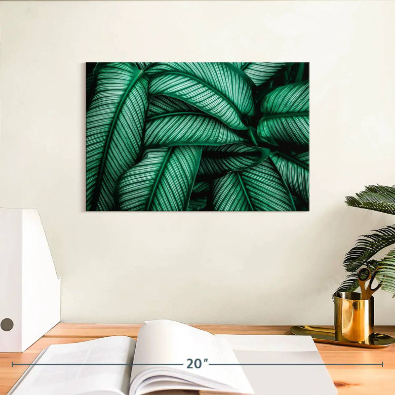 Harnek vert Calathea feuilles, H 8 po x l 12 po