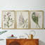 Antique Botanical Collection I - Toile tendue avec châssis sur mesure - 3 pièces-432384085-432384084