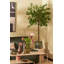 Ficus Tree