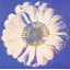 Fleur pour dôme Tacoma c. 1980 (bleu et blanc)-2072795200