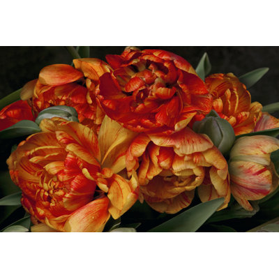 Old World Tulips II - Wrapped Canvas Print