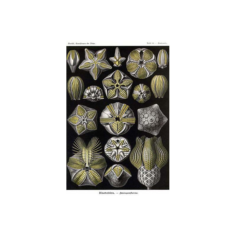 « échinodermes » par ernst haekel, impression, H 36 po x l 24 po x P 1,5 po