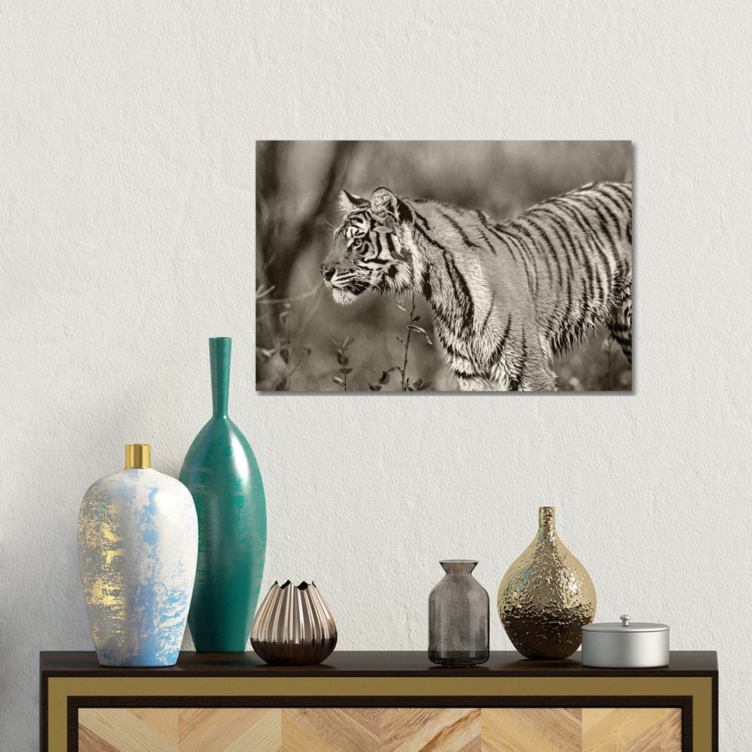 Siberian Tiger Sub-adult, Native To Russia von Tim Fitzharris - Galerie-verpackte Leinwand Giclée