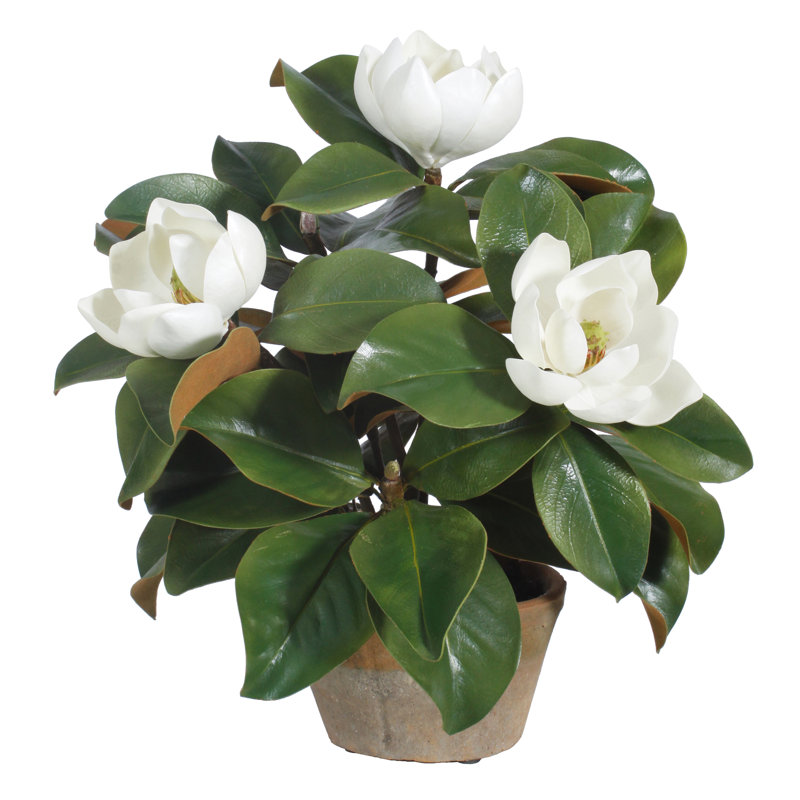 Garden Magnolia In Planter, 17" H x 18" W x 18" D