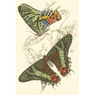 Jardine Butterflies IV