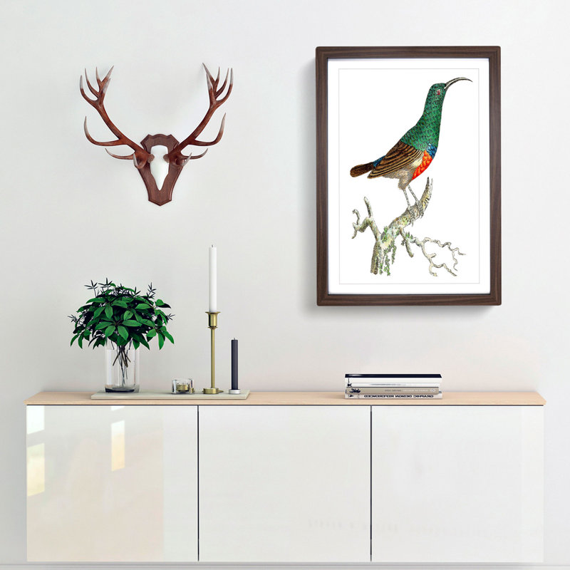 Red-Bellied Creeper Bird by George Shaw - Picture Frame Painting Print, Walnut Framed, 36cm H x 27cm W x 2cm D