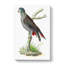 Dusky Parrot by George Shaw - Wrapped Canvas Painting-55304269