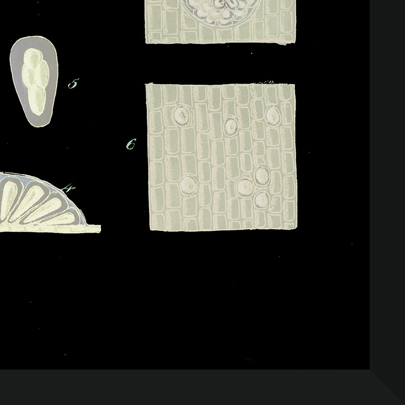 «Seaweed Diagram I», impression encadrée