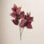 34 po Garden Coleus-1325439559